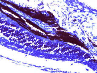 Toluidine-Blue-Staining