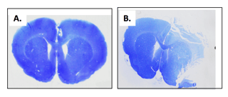 Thionine-Staining