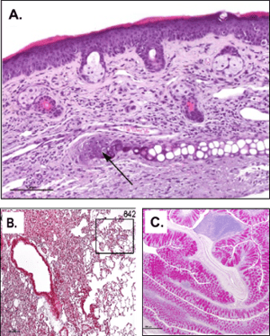 histology immunohistochemistry ihc services