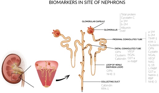 biomarkers-nephrons
