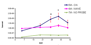 bioimaging in the mouse collagen-induced arthritis model