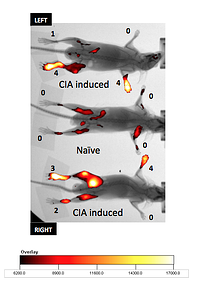 Bioimaging for inflammatory markers in the collagen induced arthritis model in mice