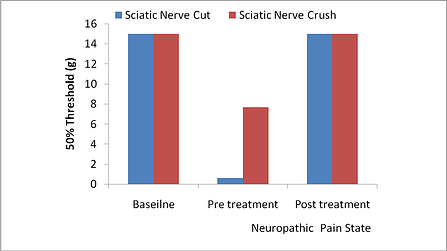 Pain threshold in the large animal model of neuropathic pain