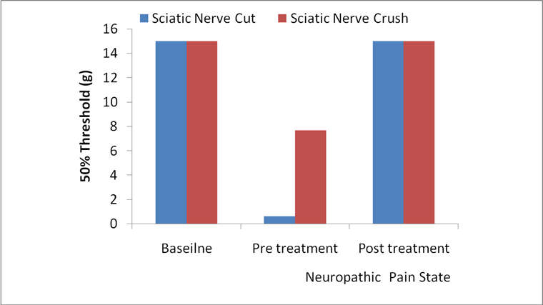 Pain threshold in the large animal model of neuropathic pain