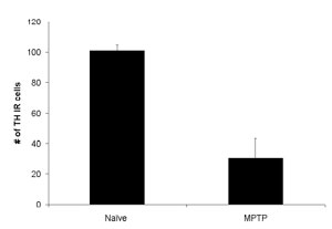 TH-IR immunoreactive cells in the MPTP-induced parkinson's disease efficacy model