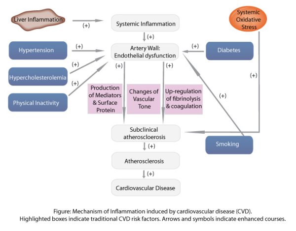 Mechanism of inflammation induced by cardiovascular disease