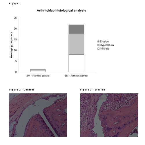 ArthritoMab histology