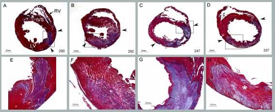 Myocardial Infarct model: preclinical contract research