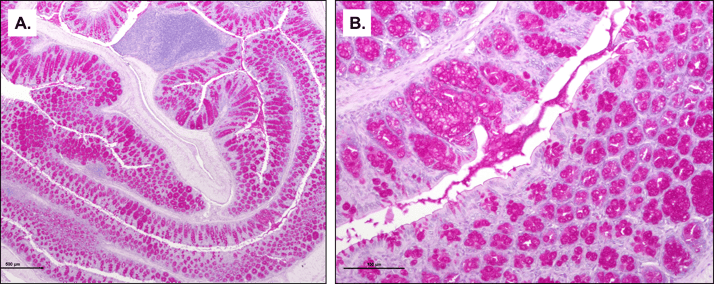 TNBS-Model-IBD-Periodic-Acid-Schiff-Staining-Colitis-Mucins-Polysaccharides.png