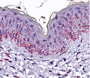 ISH-IHC-Services