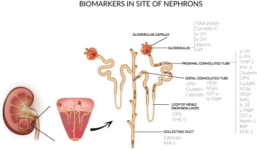 biomarkers-nephrons